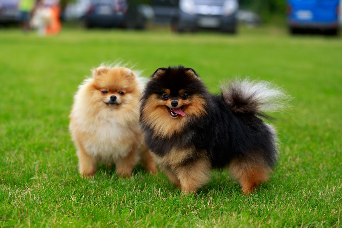 小型犬に多い病気5つ。知っておくべき症状と対策をチェック！