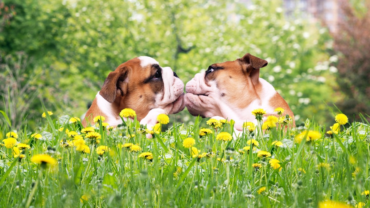 犬にも恋愛感情がある！？