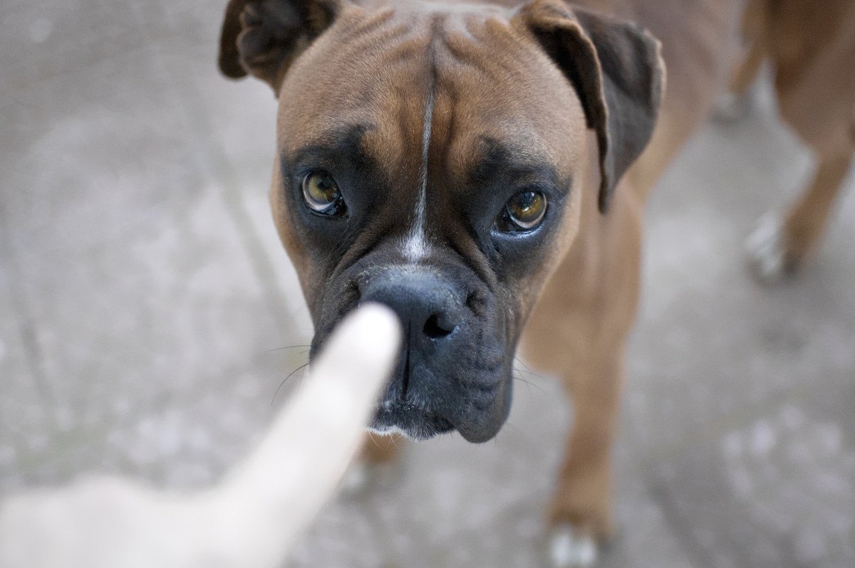 犬に絶対NGな『ダメ』の伝え方5選！気づかないうちにやってる可能性も…？