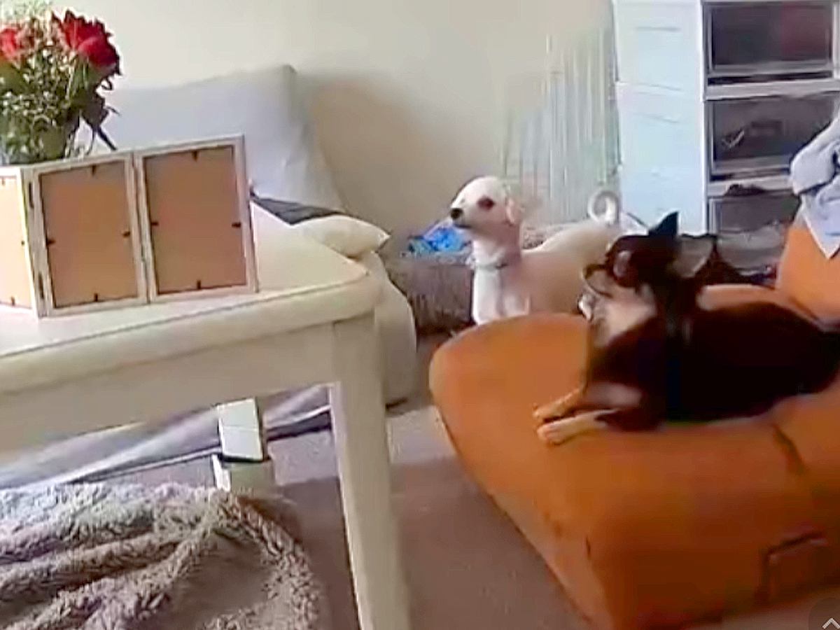 部屋で走り回っていた２匹の犬→突然『亡くなった犬の写真』を見つめて…涙あふれる『まさかの光景』が14万再生「明らかにいる」「触ってるね」