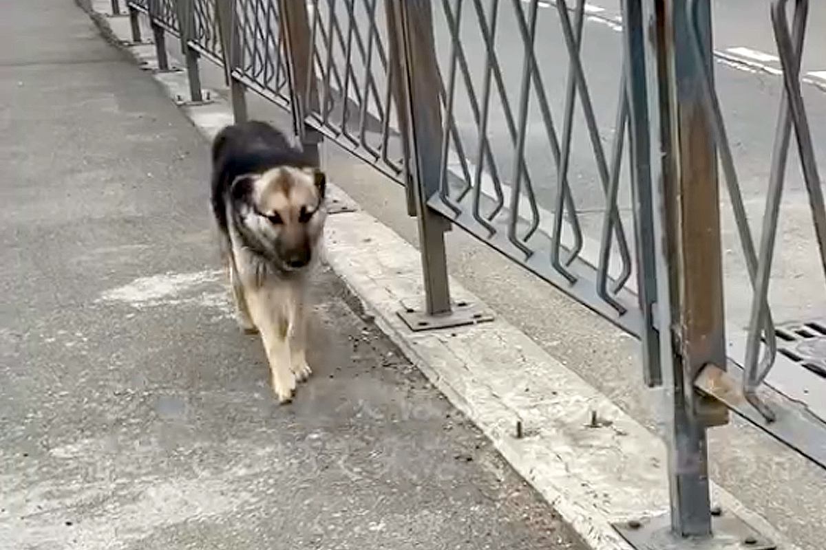 海外でランニングをしていたら『1匹の野良犬』がついてきて…『こんなことがあるんだ』素敵すぎる物語が26万再生「涙が出る…」「運命だね」