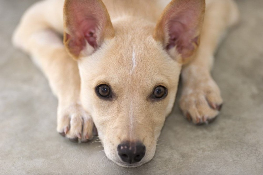 犬が『自信をなくしてしまう』飼い主のダメ行動４選