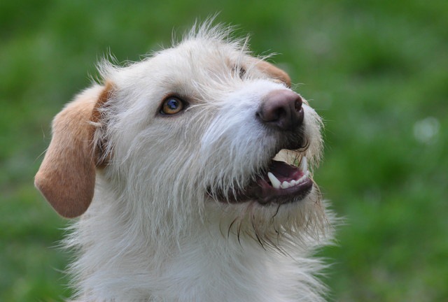 犬に対して使ってしまう『わんちゃん言葉』についての嬉しい研究結果