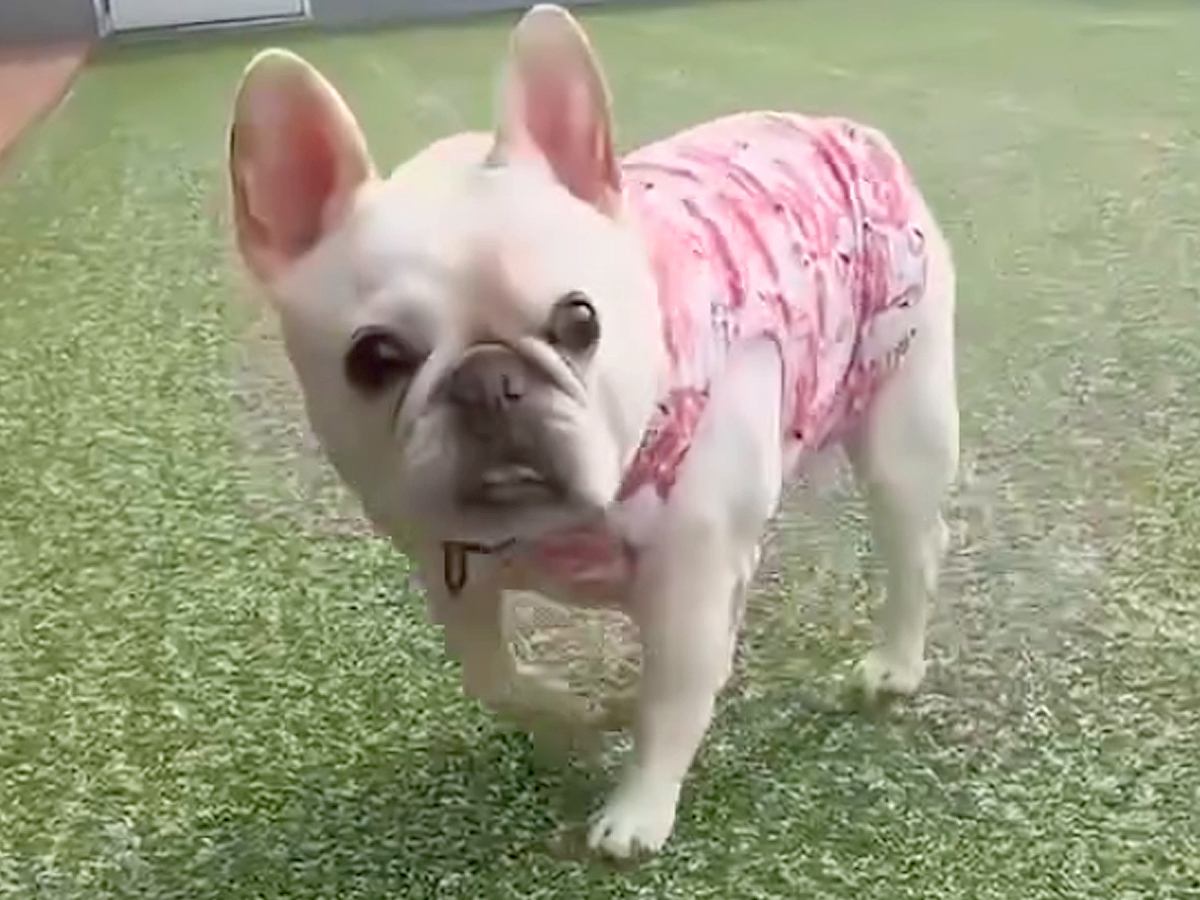 『犬がパパとママどっちに向かってくるか』勝負をした結果…絶対に勝ちたいパパが取った『せこすぎる秘策』が105万再生「目輝いてるｗ」と爆笑