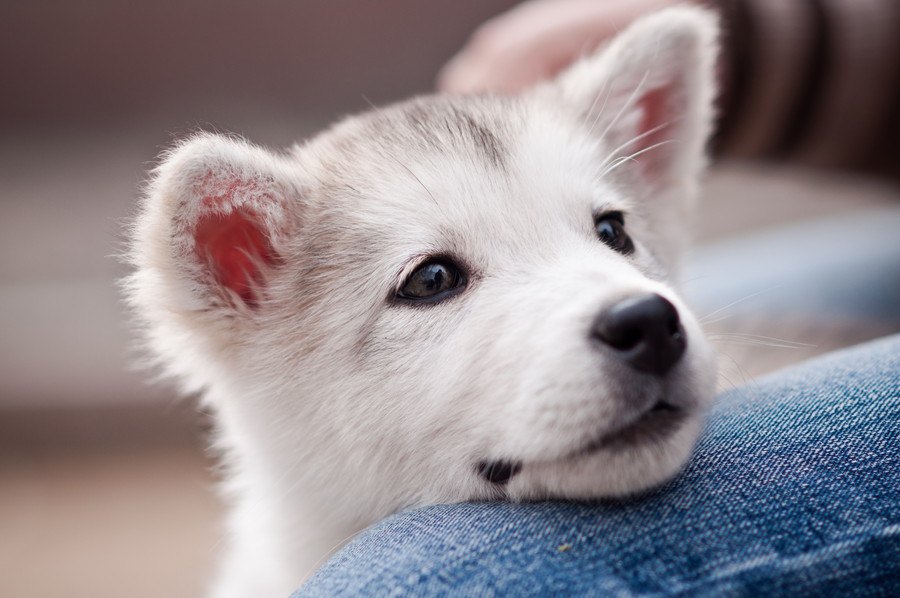 犬好きなら共感する『犬を飼っていてよかったこと』５選