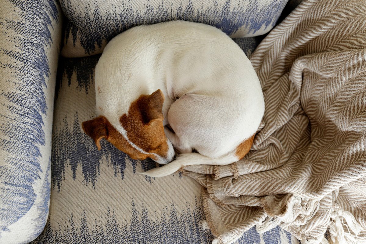 犬が『丸まって眠る』心理3選　体を小さく丸める理由や見逃してはいけない危険な症状まで