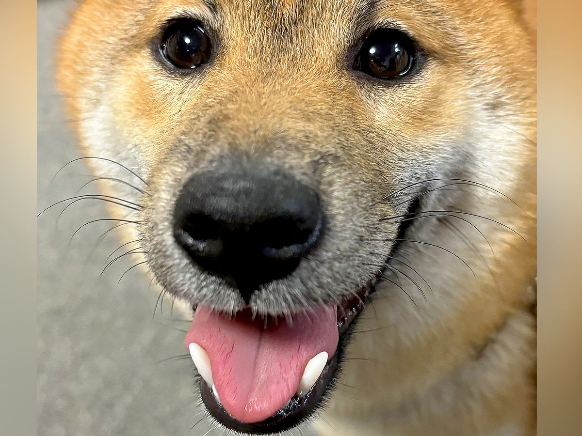 『両津勘吉』と呼ばれる子犬…？思わず笑ってしまう『可愛すぎるお顔』に1万いいね「ウフッて声出たｗ」「うちも両さんだった」共感の声も