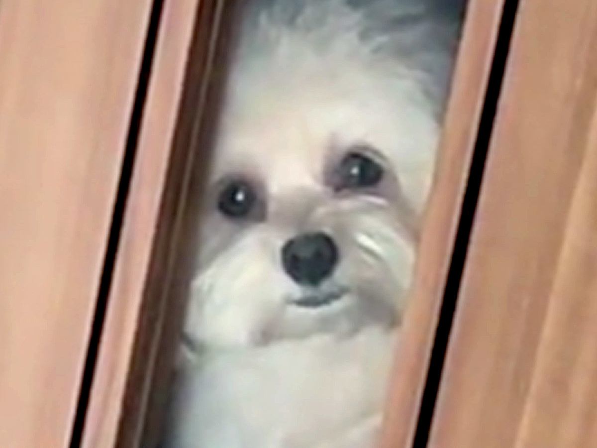 犬が廊下にいるのに、うっかりドアを閉めてしまった結果…思った以上にすごい『無言の圧をかける様子』が181万再生「なんで閉めた？って顔ｗ」