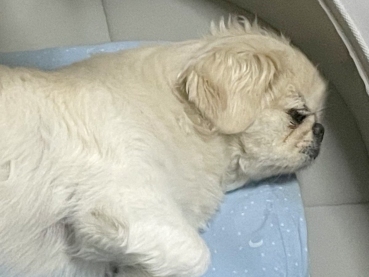 お風呂から上がったら、犬が『赤ちゃんのベッド』で…まさかの『ジャストフィット』する光景に反響「我が物顔で草」「うちの子もやりますｗ」