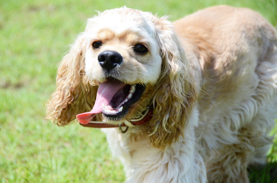 思わずほっこりする愛犬の仕草10選