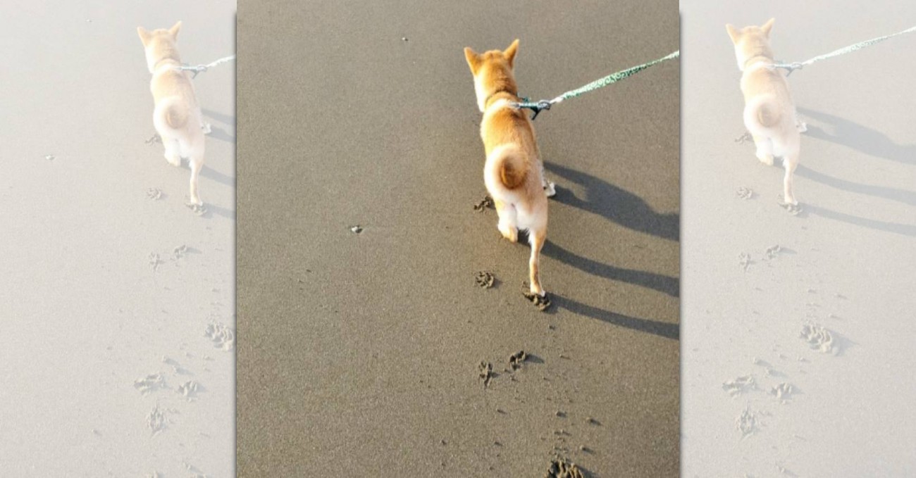 砂浜に刻まれる足跡にキュン♡豆柴さんの肉球スタンプが話題！