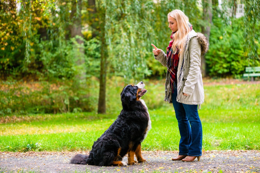 犬のしつけで使うジェスチャーのやり方と覚えておきたいコツ