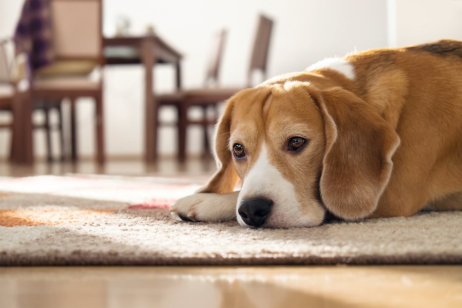 犬の体力が低下する理由と家庭でできる対策