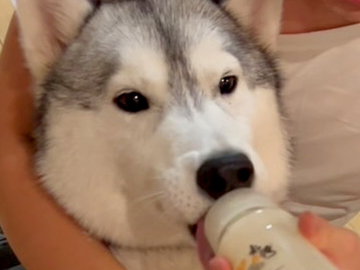 赤ちゃんが家にきて兄になった大型犬→なぜかミルクの時に…『赤ちゃん返りする光景』が可愛すぎると109万再生「ビッグベイビーｗ」「人間？」