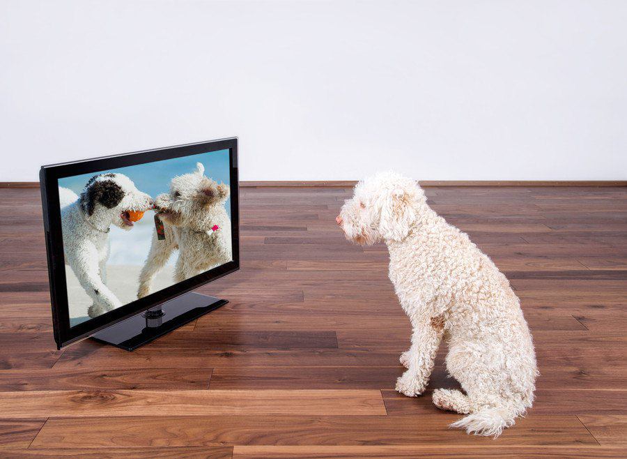 犬が留守番中に『テレビ』はつけておくべき？消しておいた方がいいの？