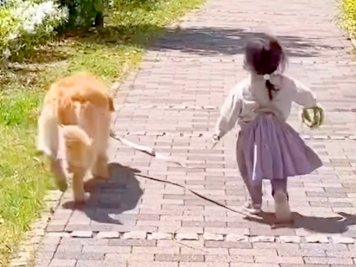 赤ちゃんの頃から大型犬たちと一緒に育ってきた女の子…涙が出るほど尊い『6年間の軌跡』が5万再生　絆感じる数々の光景に思わず感動