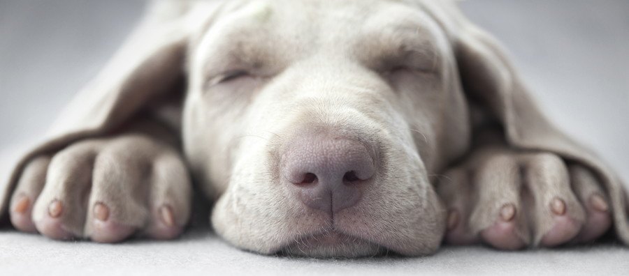 犬がご飯を食べたまま寝てしまう理由３つ