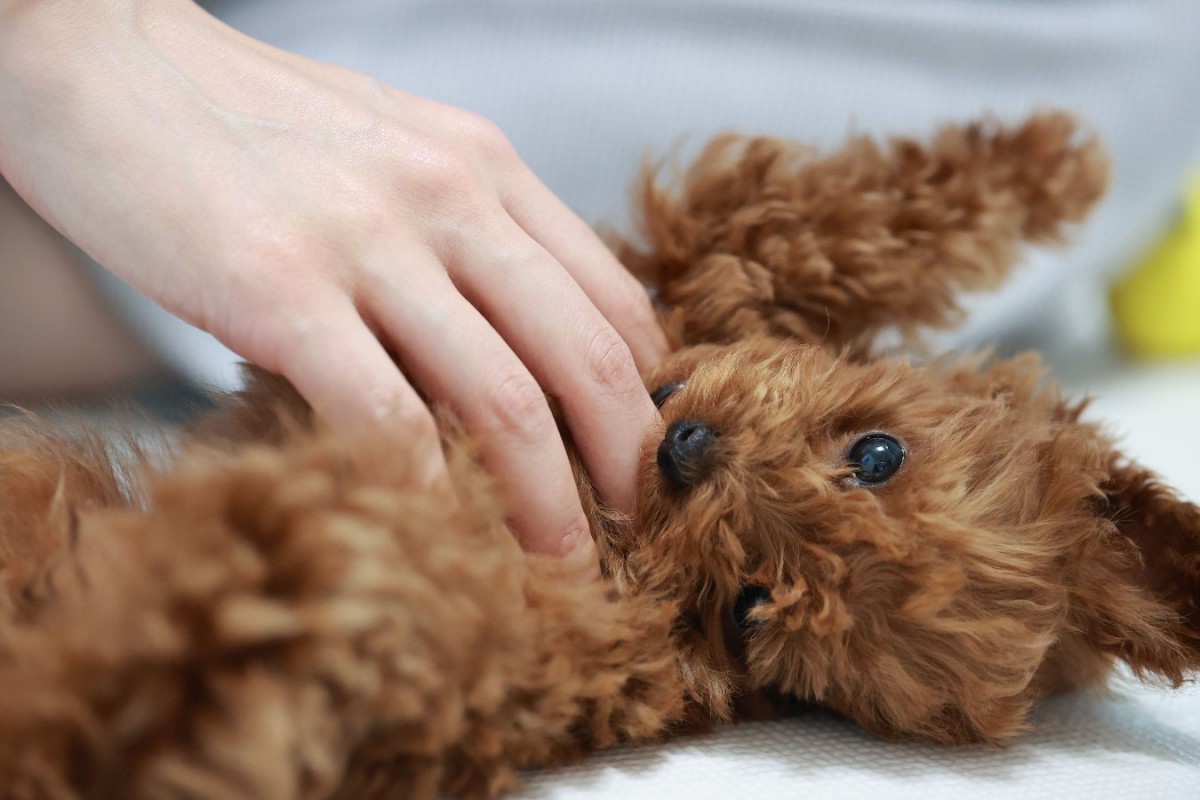 犬が留守番を嫌がっている時に見せる仕草や行動3選