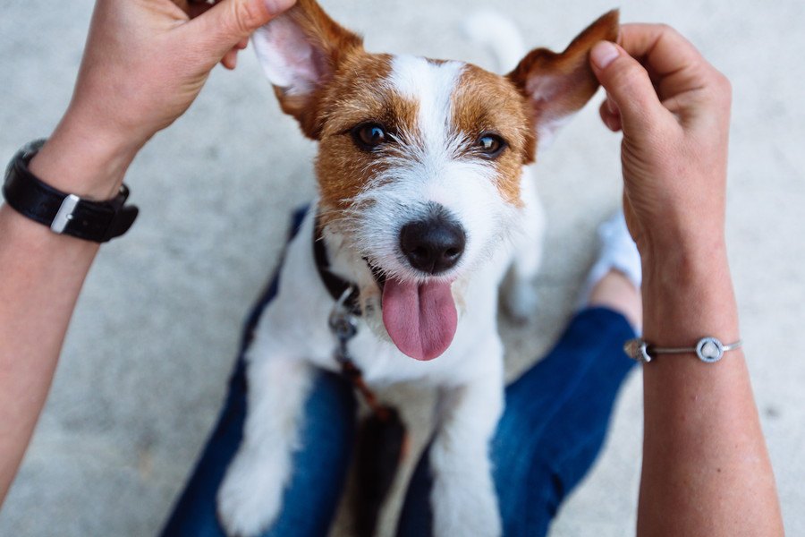 犬が何かを伝えようとしている時に見せる仕草や鳴き声５つ