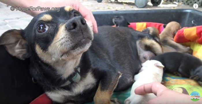 小さなママと9匹の子犬たちをいっぺんに保護。みんなに幸あれ！