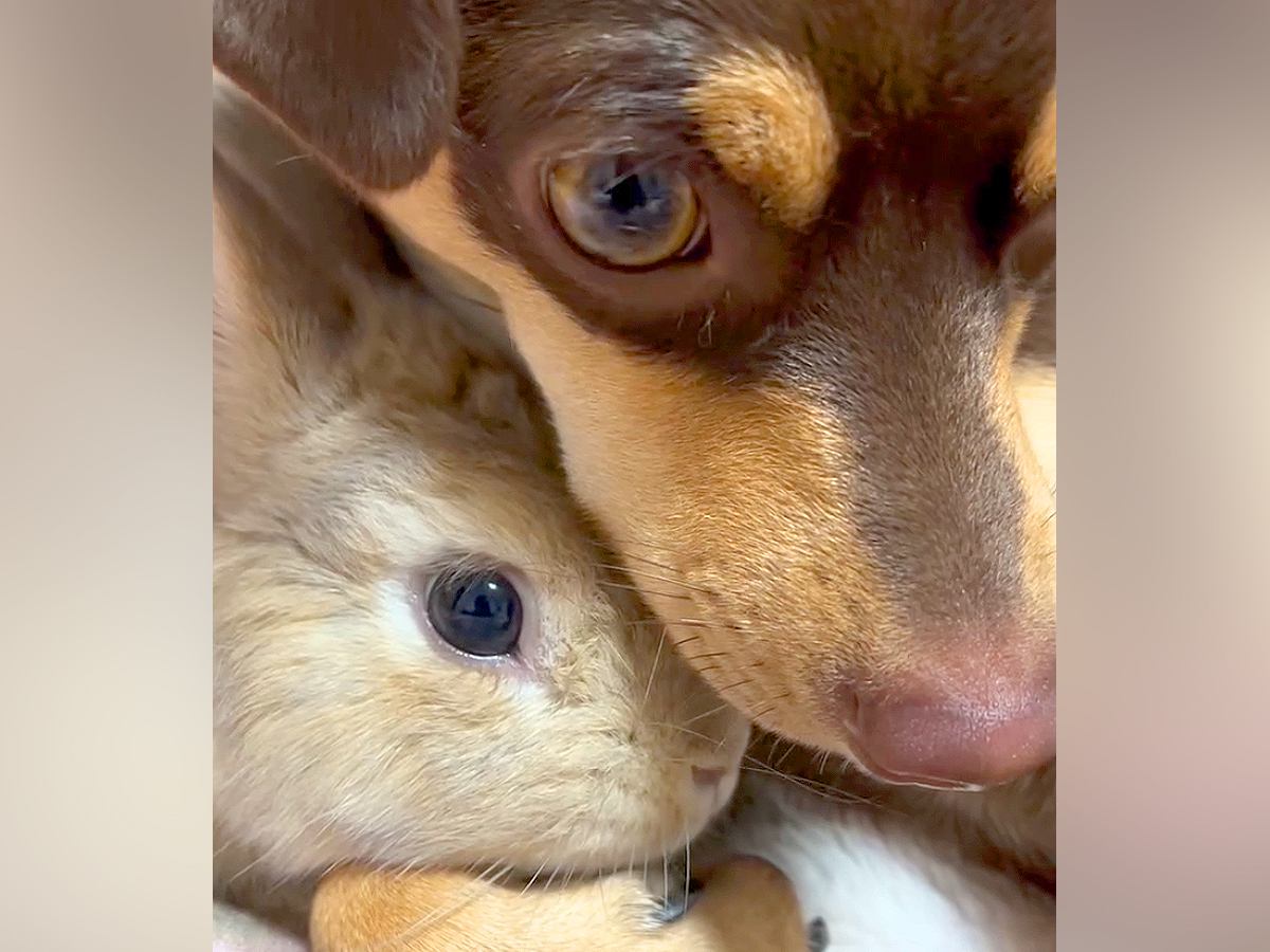 ウサギに『遊ぼう』と誘われた犬→でも眠たくて…まさかの方法で『寝かしつける光景』が33万再生「仲良し過ぎて感動」「可愛すぎる」と悶絶の声