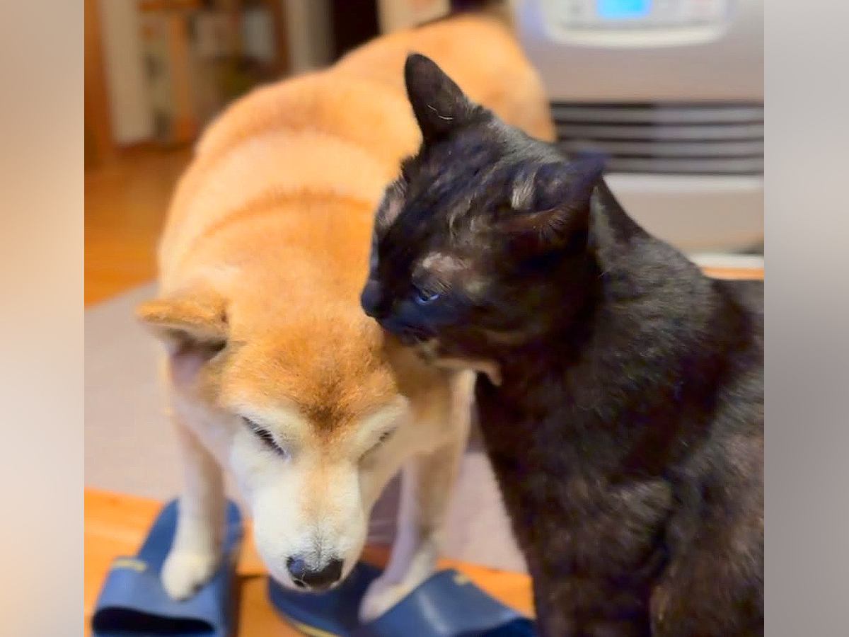 猫に毛づくろいをしてもらっている犬→まさかの『もう1回して欲しい』と催促する光景に悶絶「いつまでも見ていたい」「可愛すぎる」と6万再生