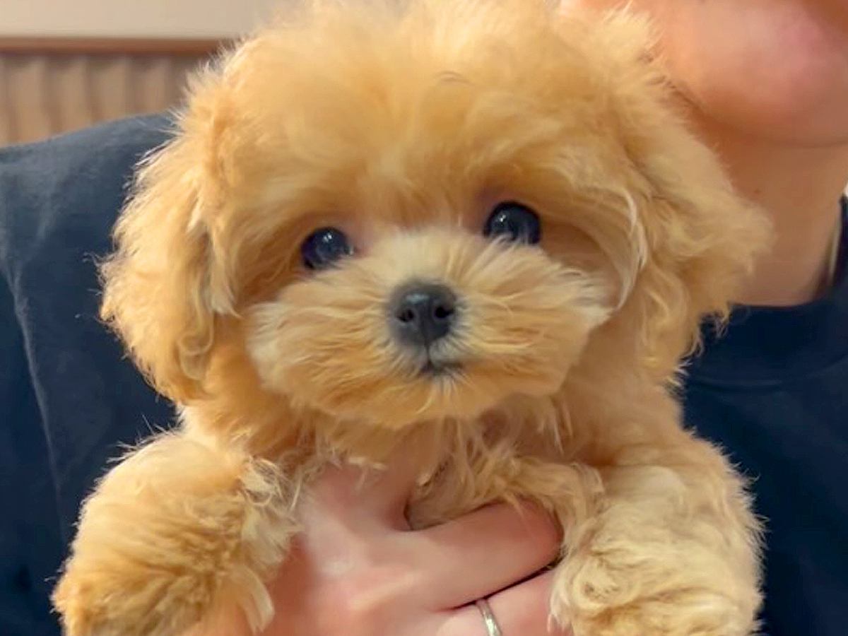 実家にやってきた赤ちゃん犬→先輩犬と初対面した結果…あまりにも尊い『姉妹ような光景』が28万再生「ぬいぐるみが走ってる」と悶絶の声も