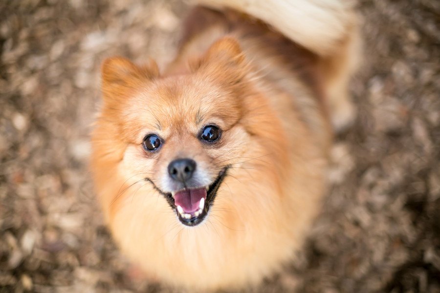 犬が人の話を聞いている時にする仕草５つ