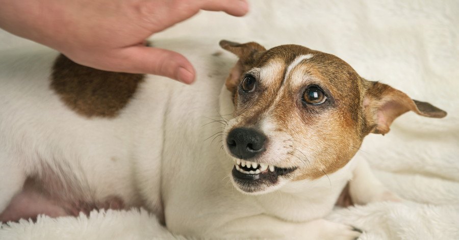 犬が唸っているときにやってはいけないNG行為３つ