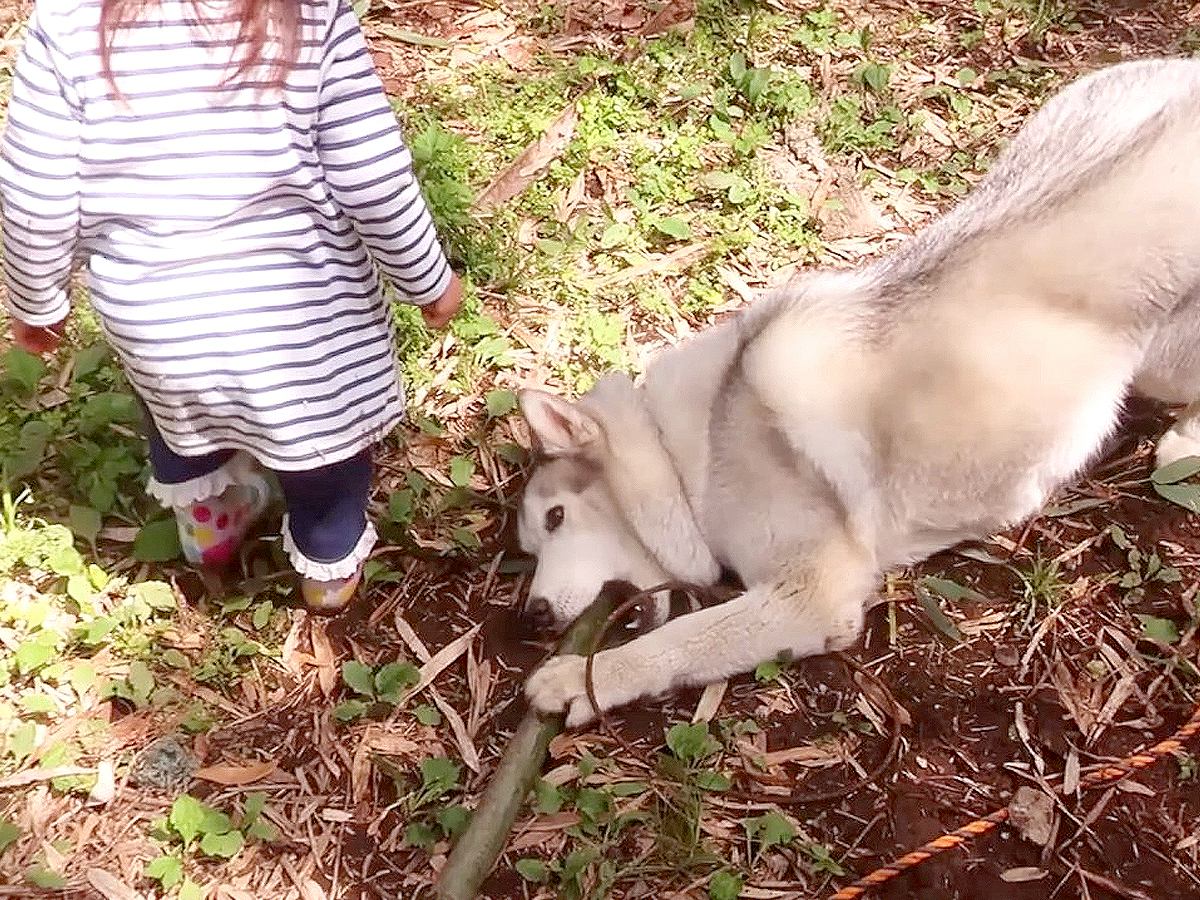 ハスキー犬と2歳の女の子が『竹の取り合い』をした結果…まさかの『ゆるすぎる展開』に爆笑「竹人気過ぎて草」「娘さん面白すぎるｗ」の声