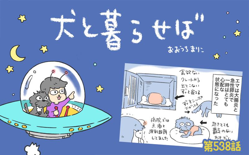 犬と暮らせば【第538話】「エマの回復」