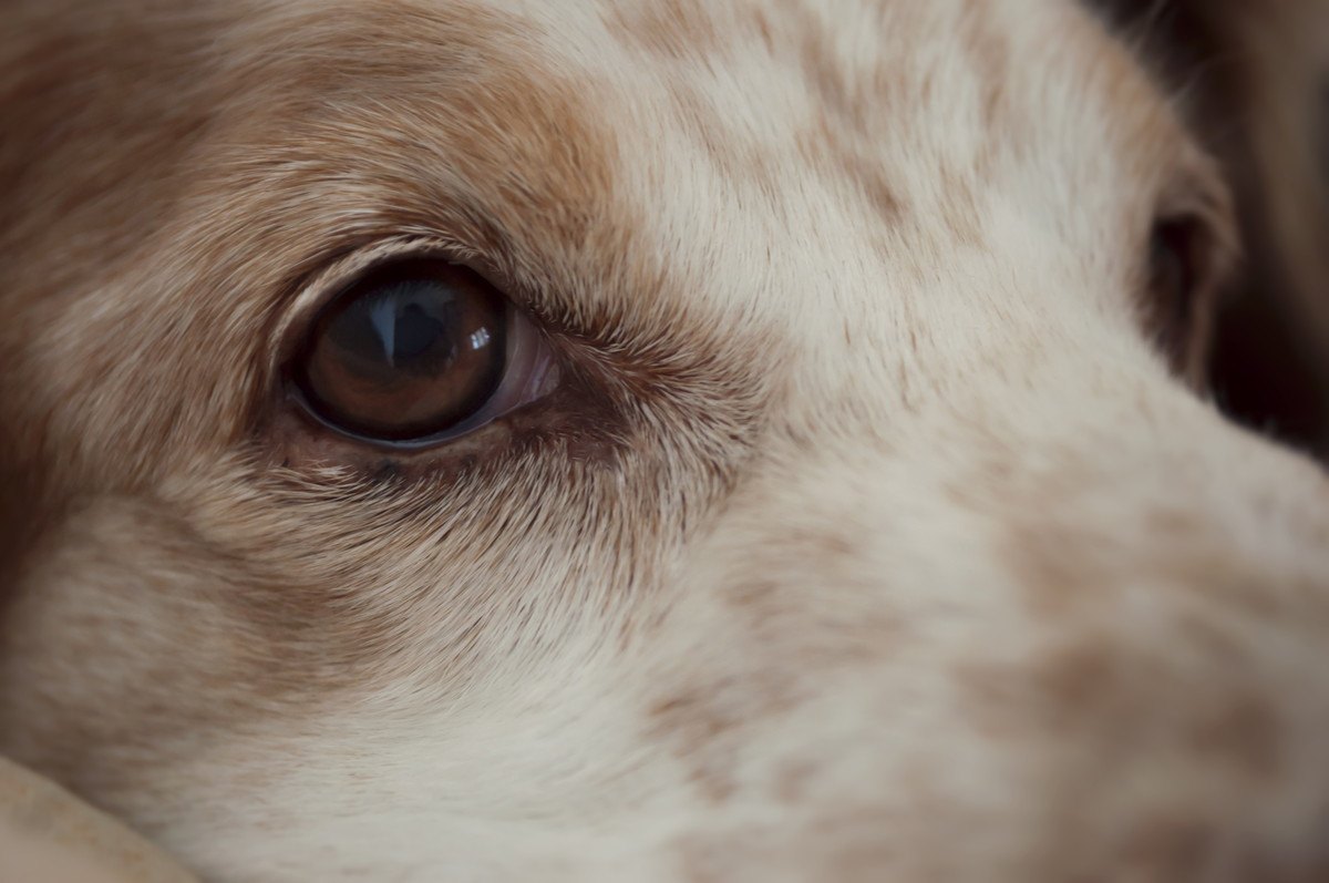 犬の『超危険なサイン』7選！見逃すと怖い病気の症状とは？