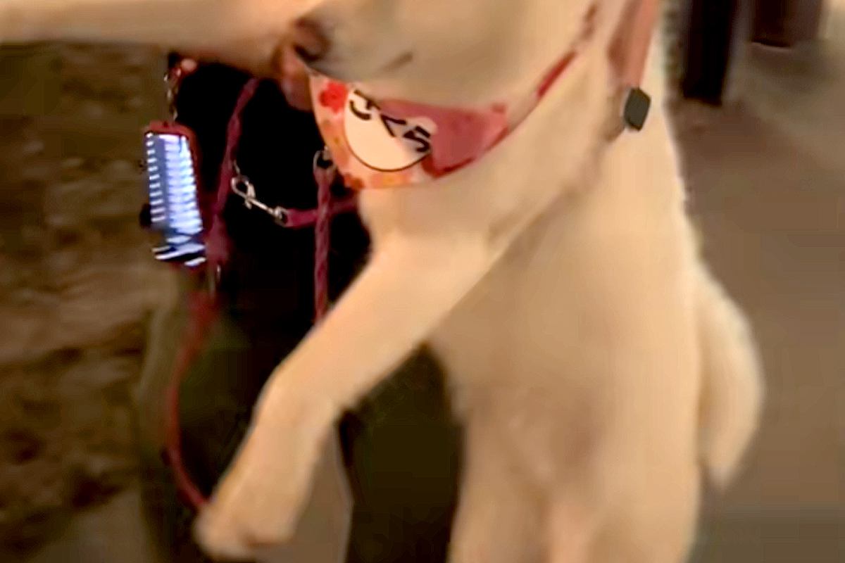 なぜか『工事中の看板』にビビりまくる秋田犬→歩かなくなったので、仕方なく…可愛すぎる『強制連行』に反響「上手な二足歩行」「たまらんｗ」