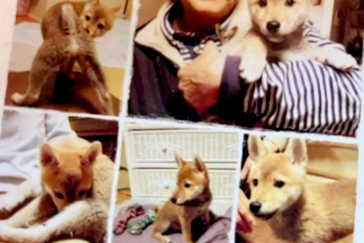 『10年間、自分を愛してくれた飼い主』を亡くした犬→ひとりぼっちの中『素敵な家族』と出会い…涙腺崩壊する物語が147万再生「感動」「幸せに」