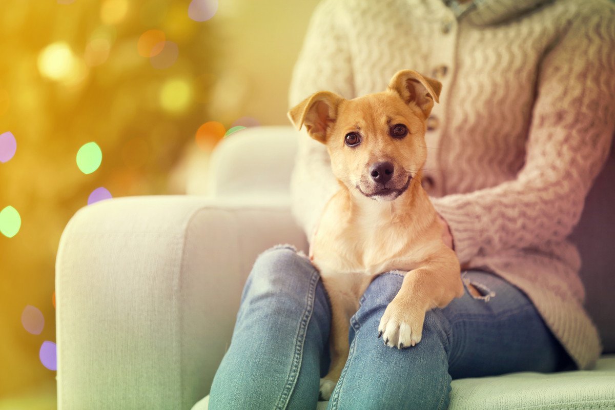 犬が飼い主に前足を乗せてくる４つの理由　甘えてる？愛犬の行動に隠された意味とは