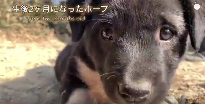 『僕、これ以上は行けないよ！』座り込んでしまう野良の子犬