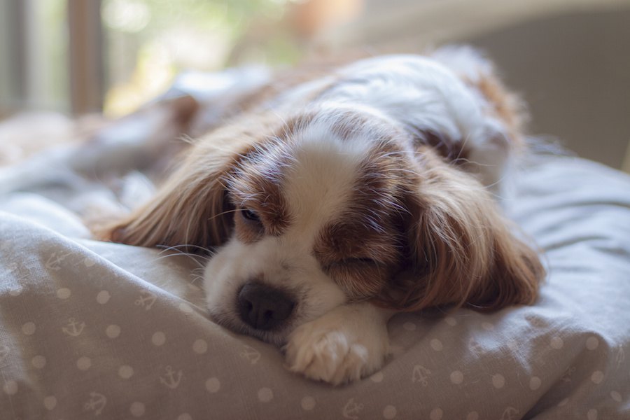 寒がりな犬のためにやりたい冬の対策６つ