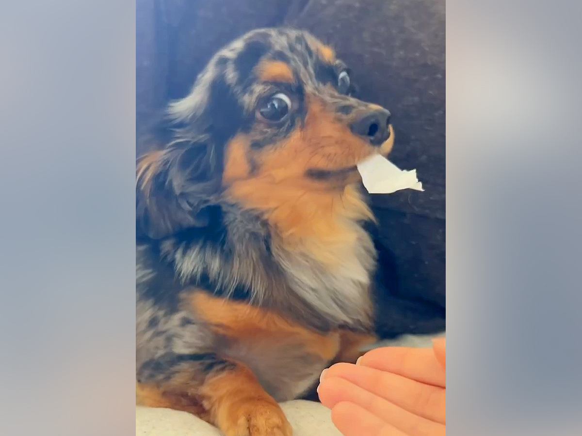 ティッシュを奪われたくなくてブチギレる犬→『オテ』をさせてみた結果…まさかの反応が20万再生「あるあるｗ」「お利口さんすぎ」と反響