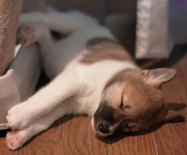 知って得する！犬用バスタオルの選び方