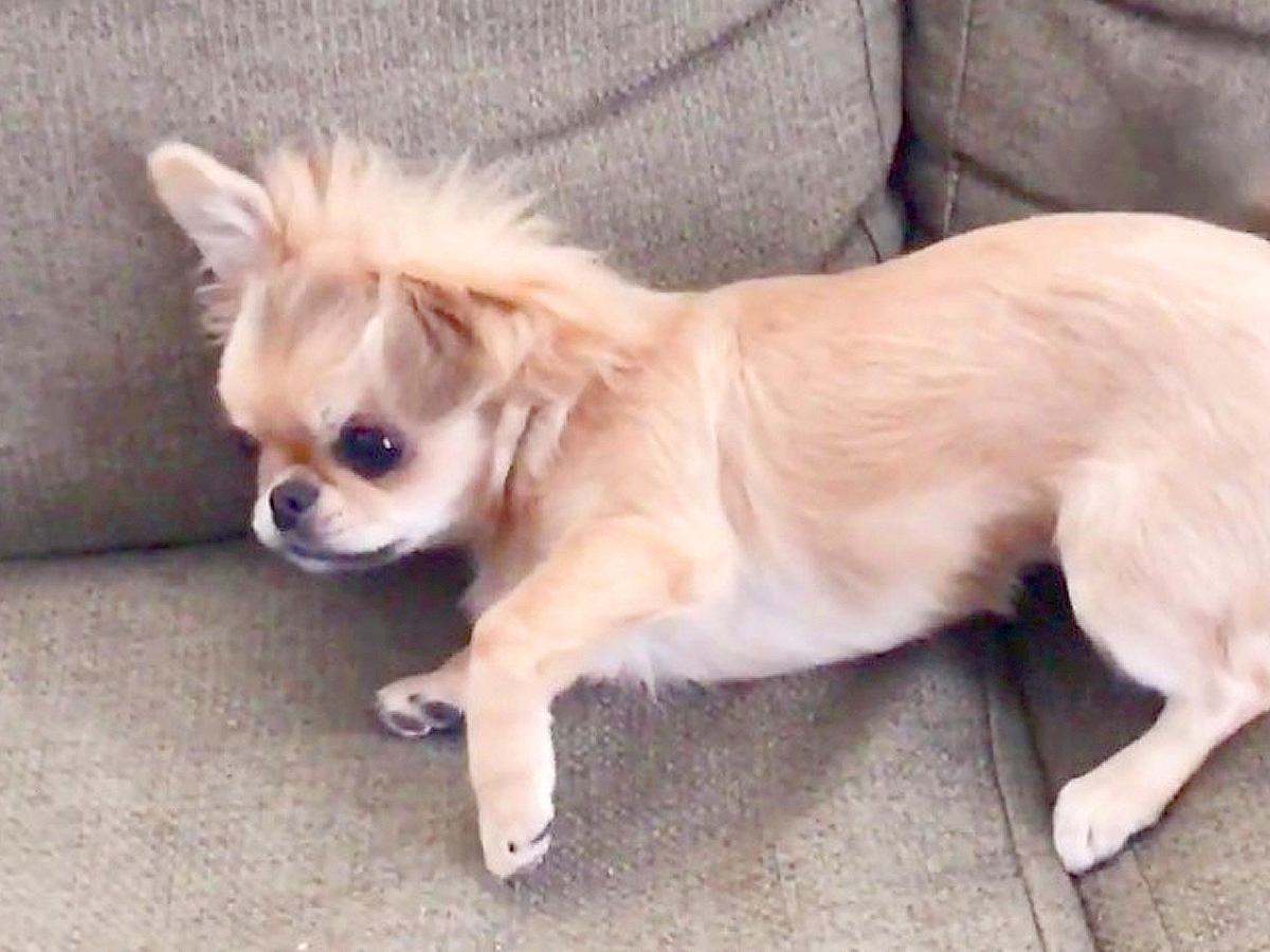 朝、犬が突然体調不良に→急遽病院へ駆け込んだら…獣医が下した『まさかの診断結果』が9万再生「え、かわいい」「そんなことある？ｗ」の声