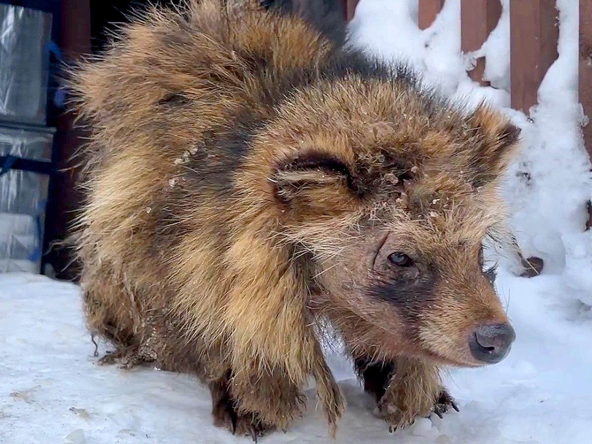 『カラスに小型犬が襲われている』と言うので探しに行ったら…まさかの『衝撃的な展開』が70万再生「事故じゃなくてよかった」と安堵の声も