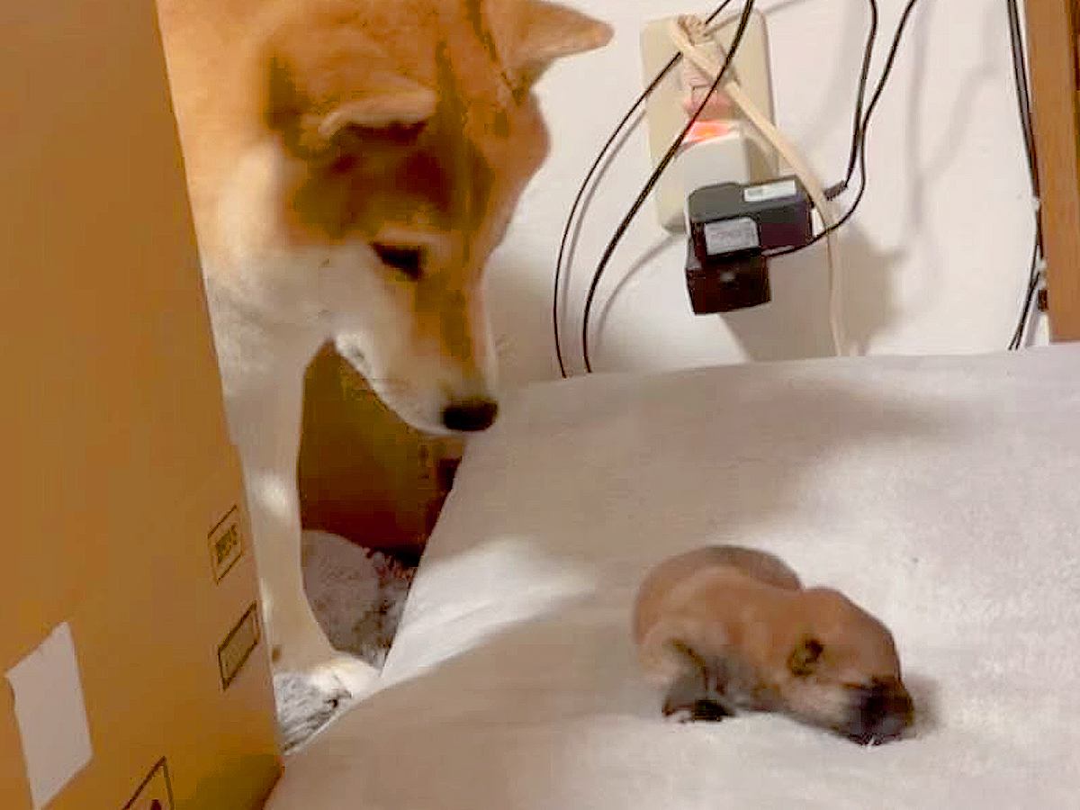 赤ちゃん犬が脱走→母犬が必死に連れ戻そうと…愛を感じる『素敵すぎる光景』が123万再生「母は偉大なり」「そっと触るの可愛い」と感動