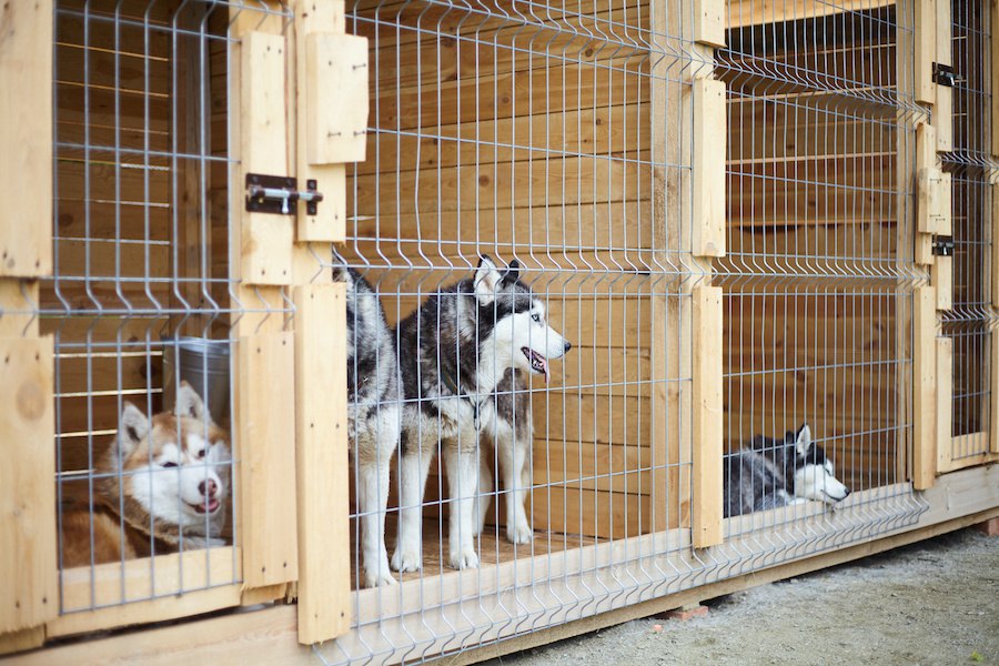 犬の保護団体って具体的には何をしているの？