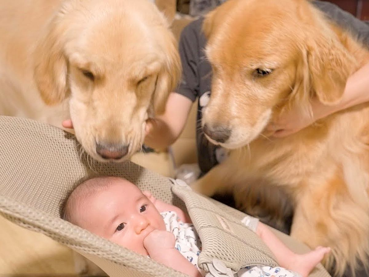 赤ちゃんが寝転がっていると…2匹の大型犬『家族と一緒に子守りする光景』が尊すぎると45万再生「平和な世界」「本当に優しいね」の声