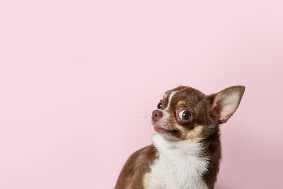 『気が強い』と言われている犬種２選