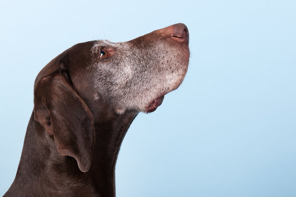 愛犬の『認知症』の初期症状5つ　シニア犬になったら見極めるべきサインと対処法