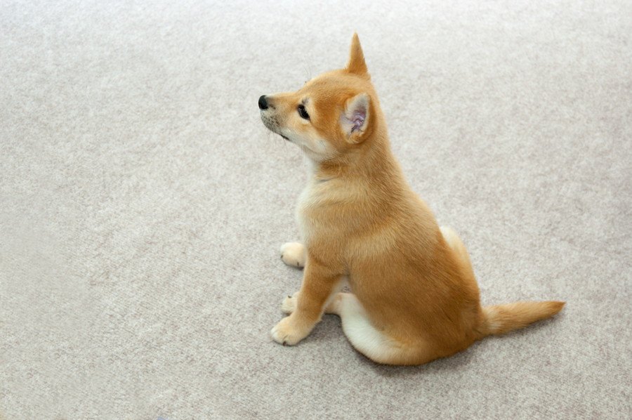 初めて犬を飼うのに必要な準備とは！子犬を迎える際にすべきこと