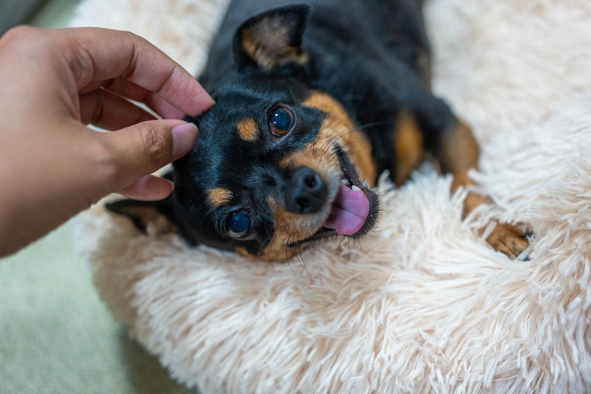 犬が『スキンシップ』を取りたいときのサイン５つ　要求に応えてあげるために知っておくべきこと