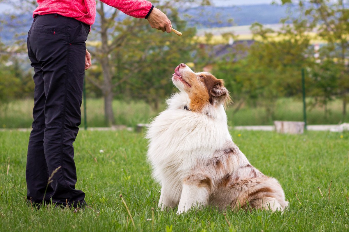 『物覚えがいい』と言われる犬種3選！しつけ方のポイントと注意点とは