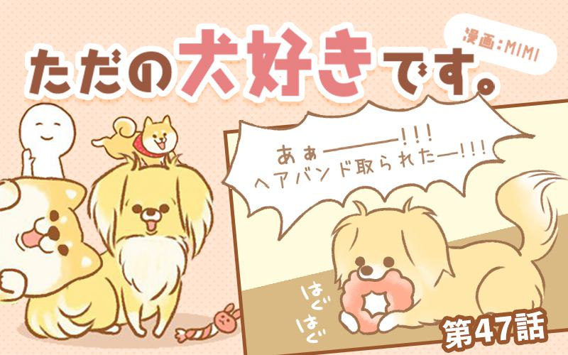 ただの犬好きです。【第47話】「ヘアバンド」